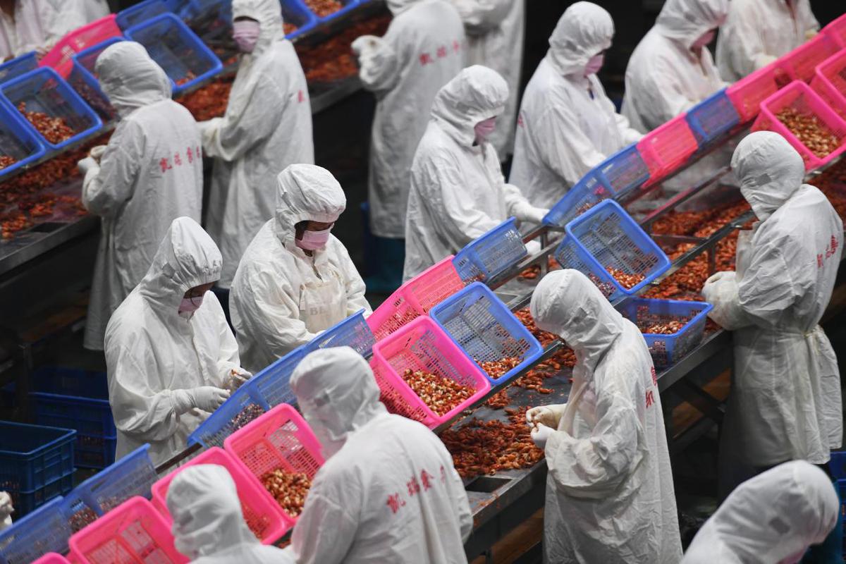 江西彭泽 小龙虾产业集群助力农村奔小康