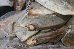 破冰专项行动显威，黄埔海关查获31亿元特大走私进口冻水产品案