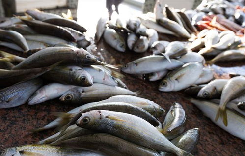 猪价重挫引发连锁反应 猪肉、鸡蛋、鱼价齐跌，农产品市场迎来调整期