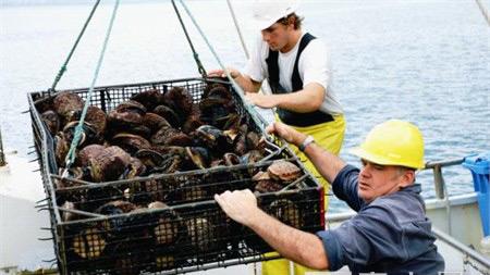 梦幻食材探秘 澳洲野生黑边鲍
